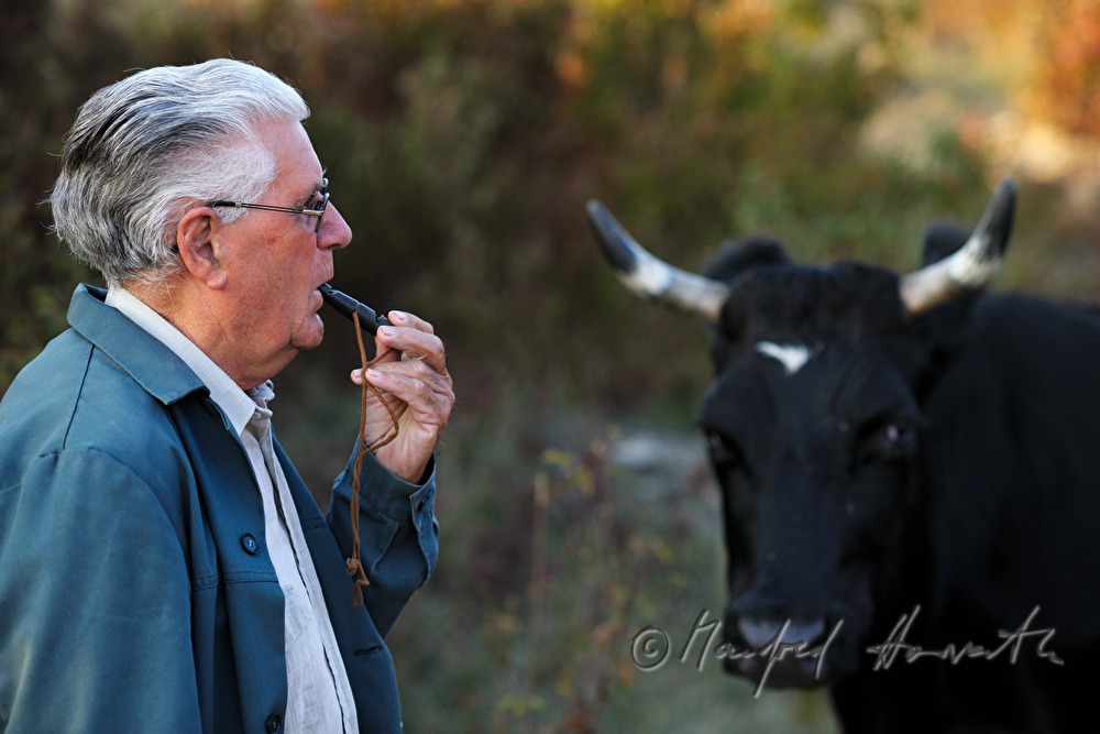 cowherd with whistle and a cow