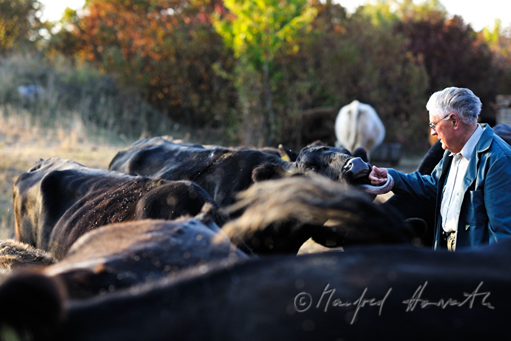 cowherd and cows