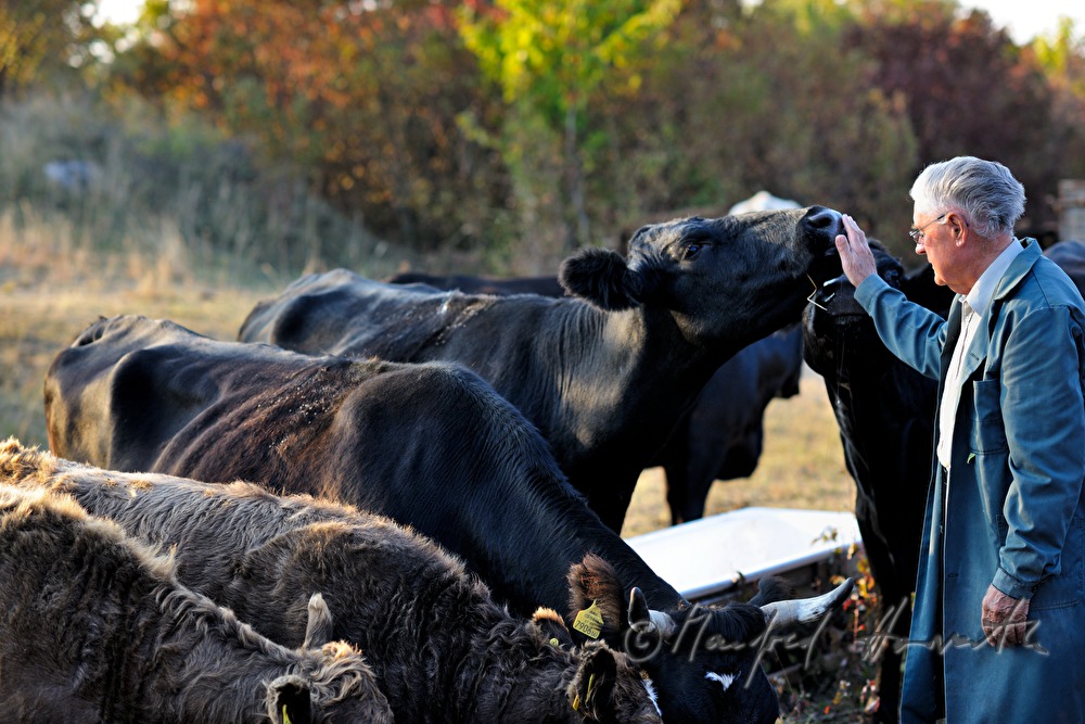 cowherd and cows