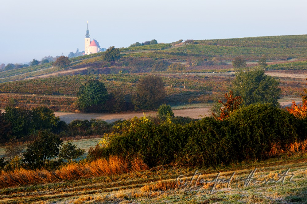 view over the vineyards to the church
