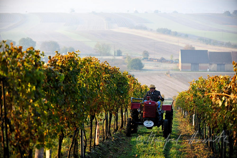 oldtimer-tractor drive through the landscape