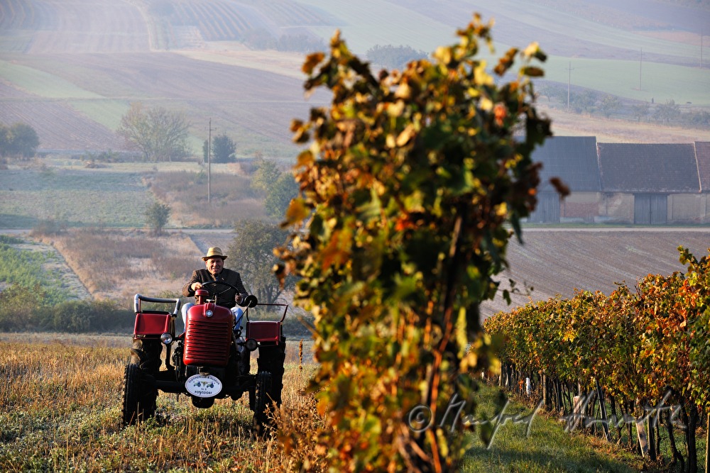 oldtimer-tractor drive through the landscape