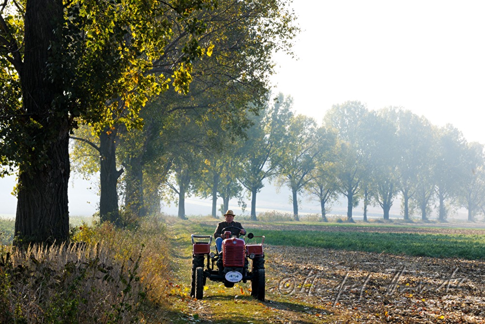 oldtimer-tractor drive through the landscape