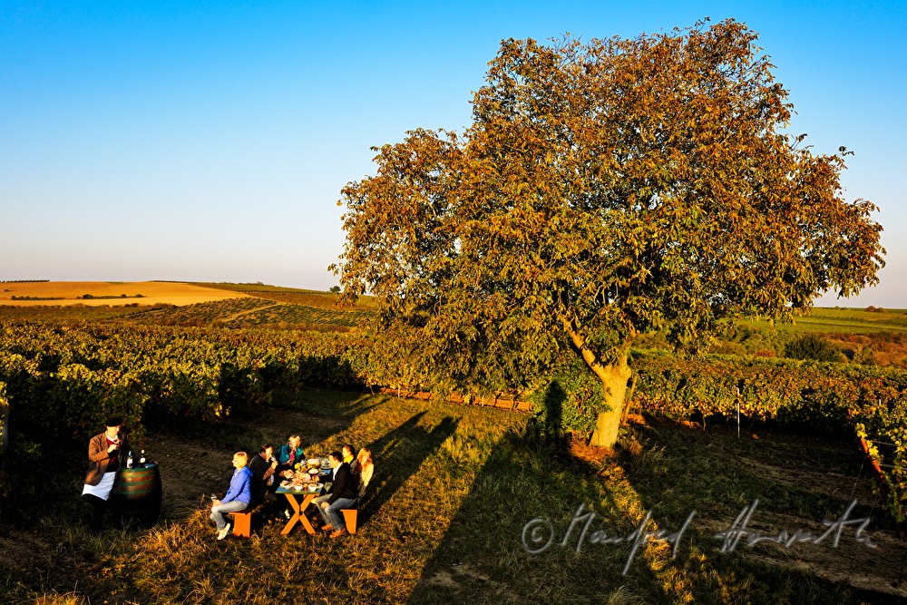 family celebration in the vineyard