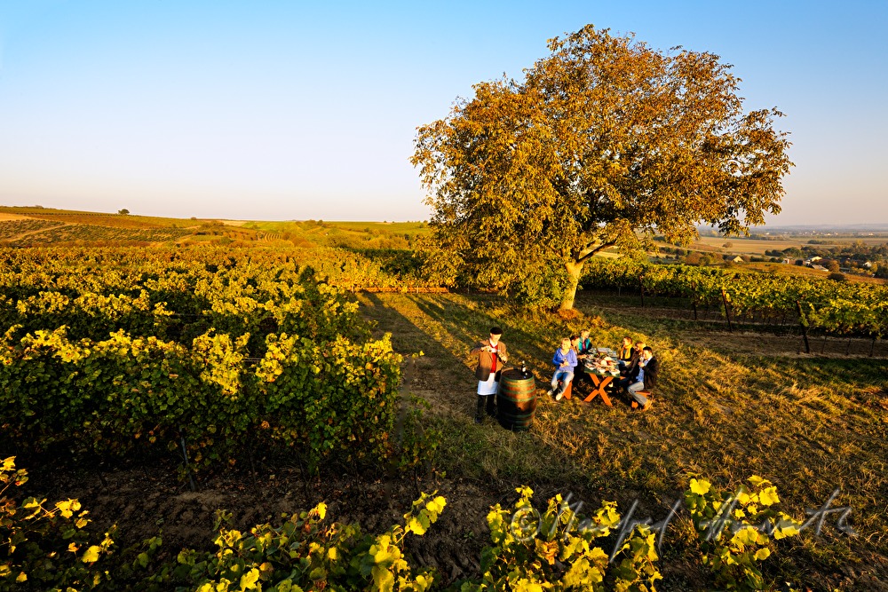 family celebration in the vineyard