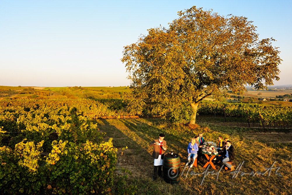 family celebration in the vineyard