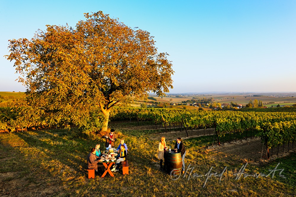 family celebration in the vineyard