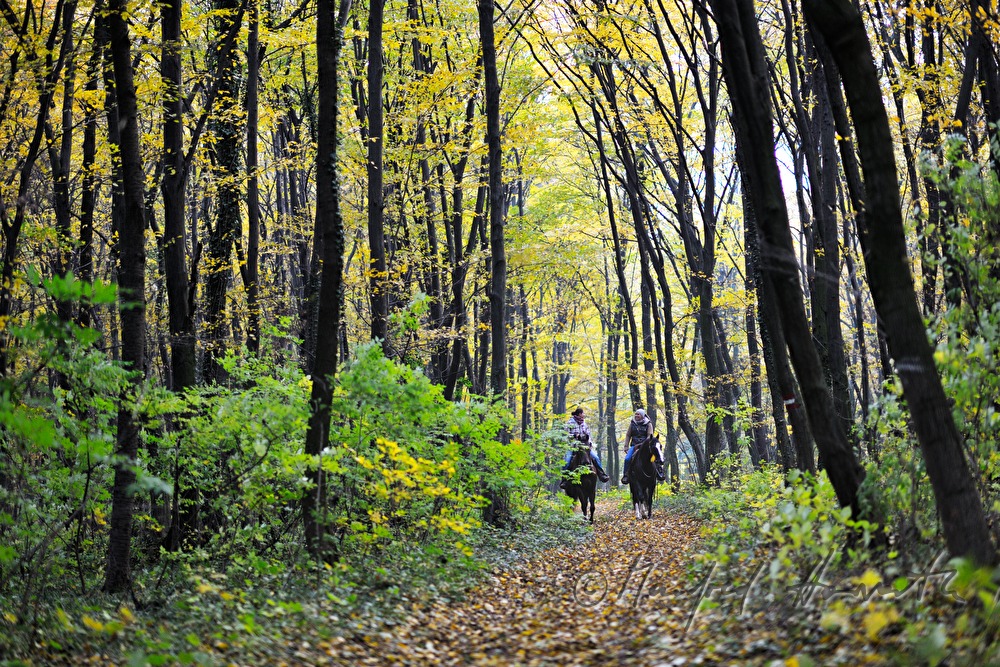 riders in the autumnally coloured forest