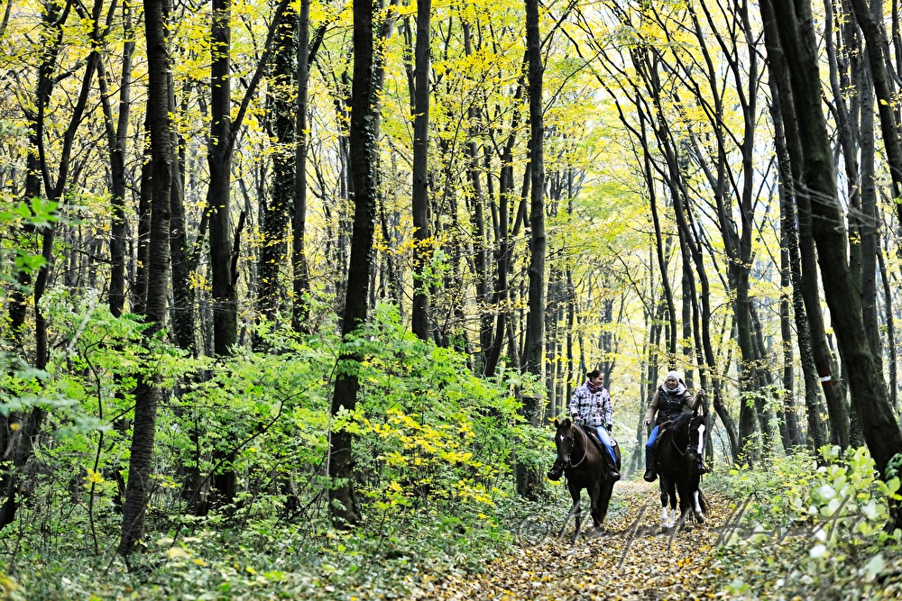 riders in the autumnally coloured forest