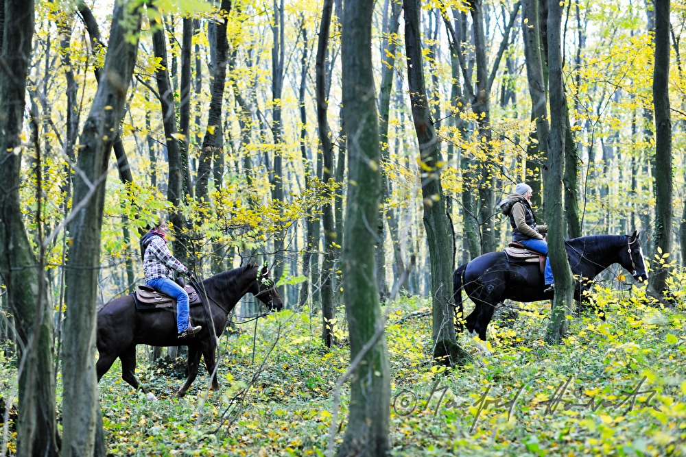 riders in the autumnally coloured forest