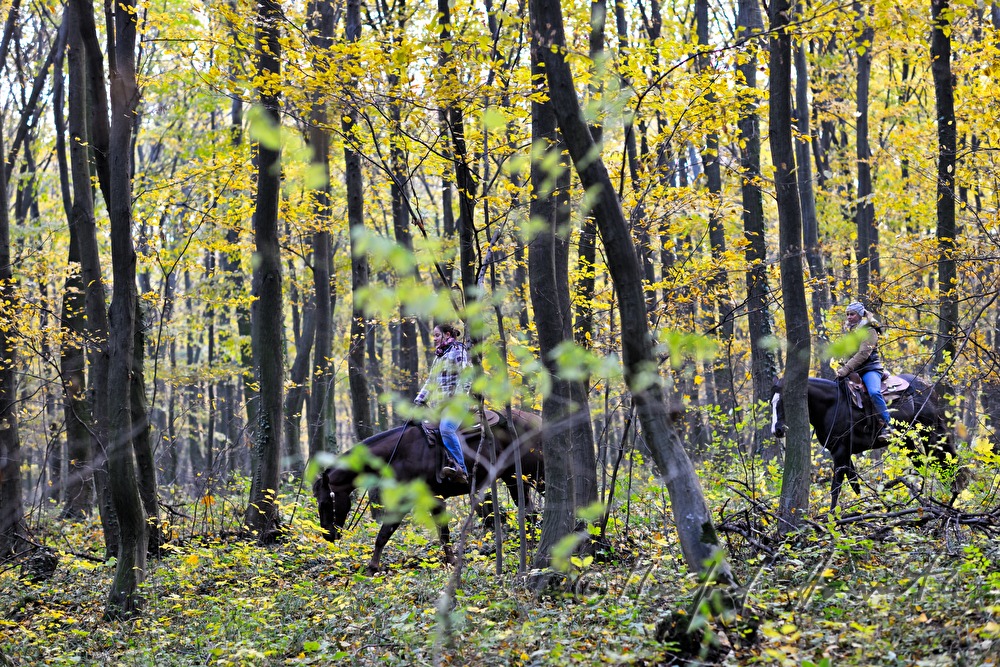 riders in the autumnally coloured forest