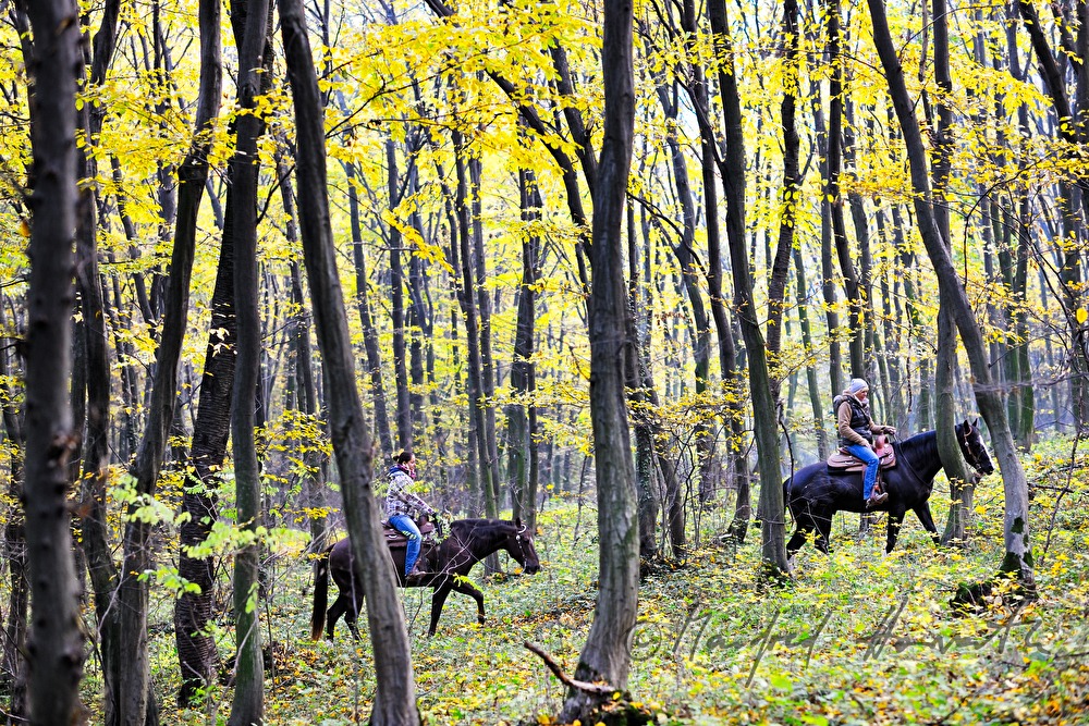riders in the autumnally coloured forest