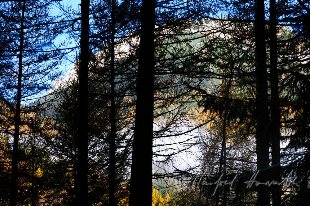larch trees and morning mist at the Preiner Gscheid