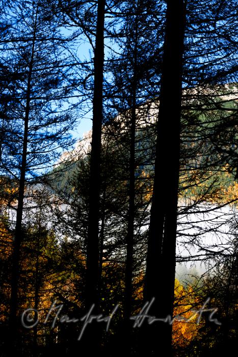 larch trees and morning mist at the Preiner Gscheid