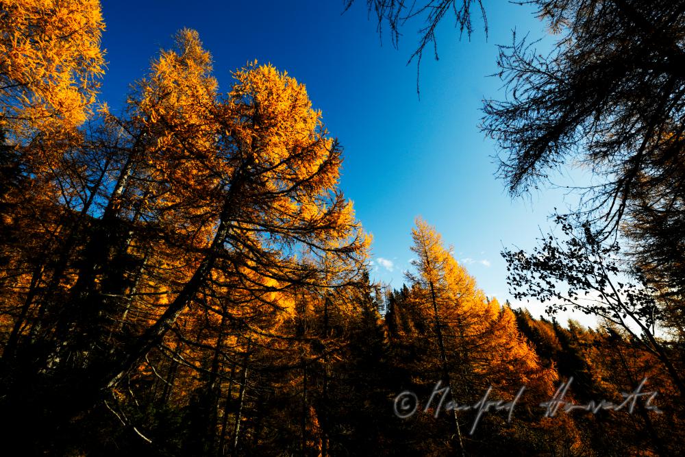 forest with larch trees at the Preiner Gscheid