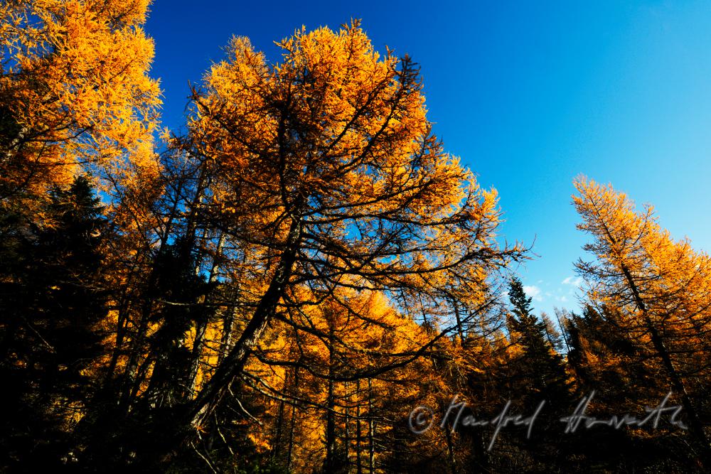 forest with larch trees at the Preiner Gscheid