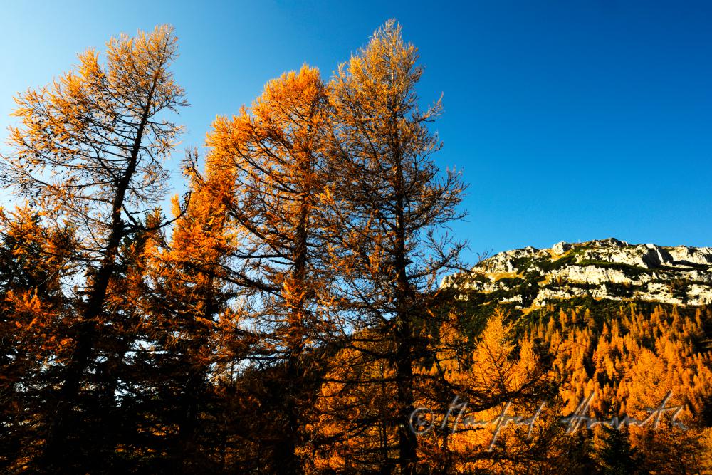forest with larch trees at the Preiner Gscheid
