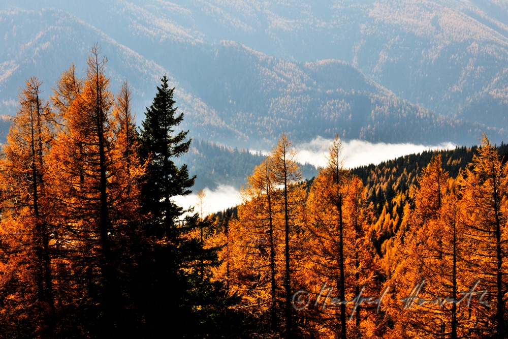 larch trees and morning mist at the Preiner Gscheid