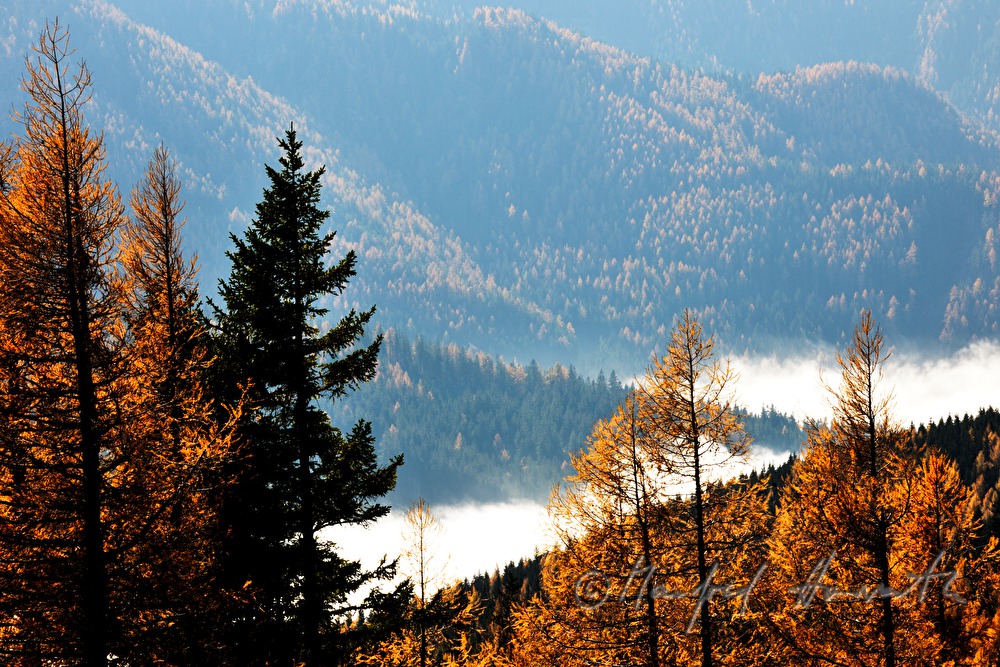 larch trees and morning mist at the Preiner Gscheid