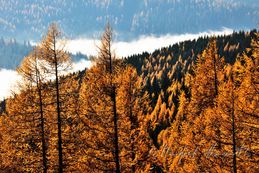 larch trees and morning mist at the Preiner Gscheid