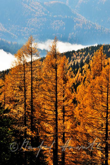 larch trees and morning mist at the Preiner Gscheid