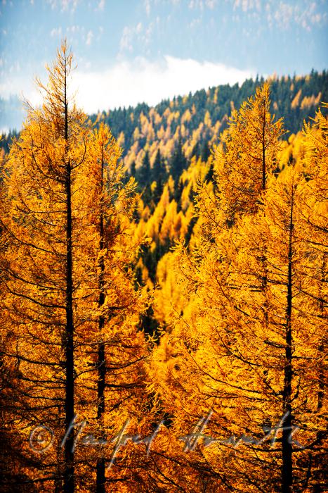 larch trees and morning mist at the Preiner Gscheid