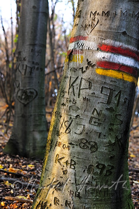 tree carving in the bark of a common hornbeam