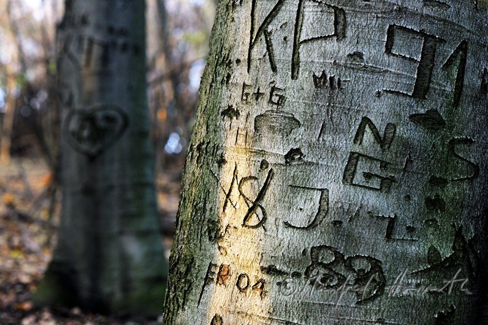 tree carving in the bark of a common hornbeam