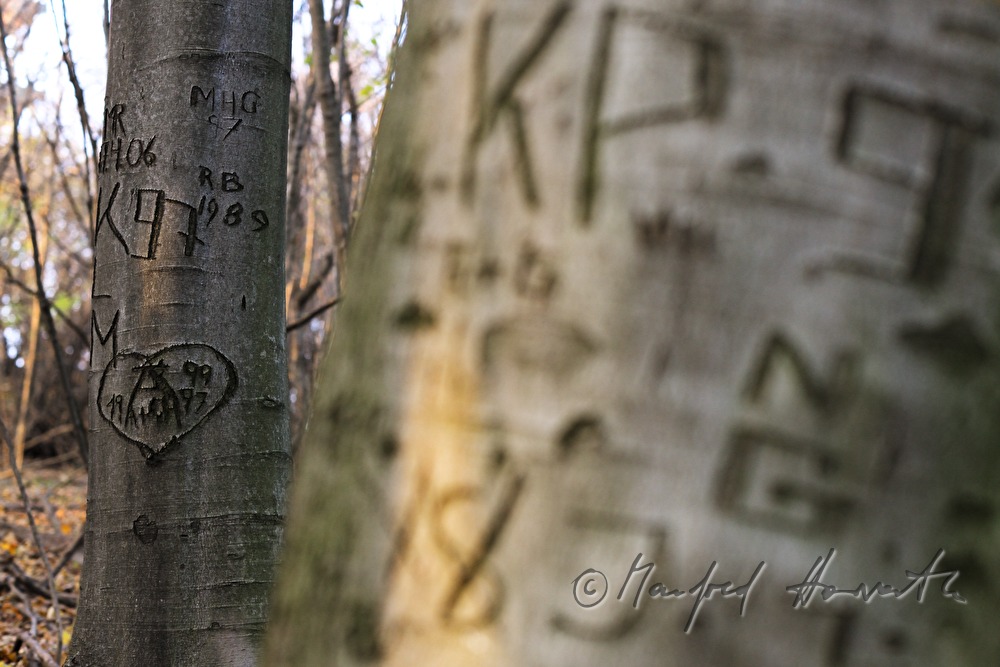tree carving in the bark of a common hornbeam