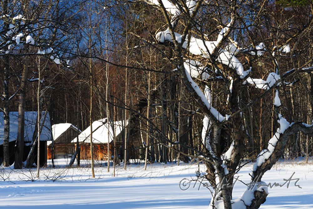 blockhouses and forest