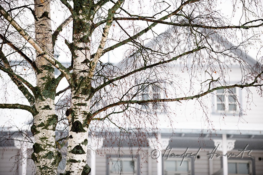 birches and Hotel Promenaadi
