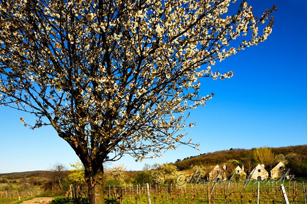 blooming cherry tree in the vineyard