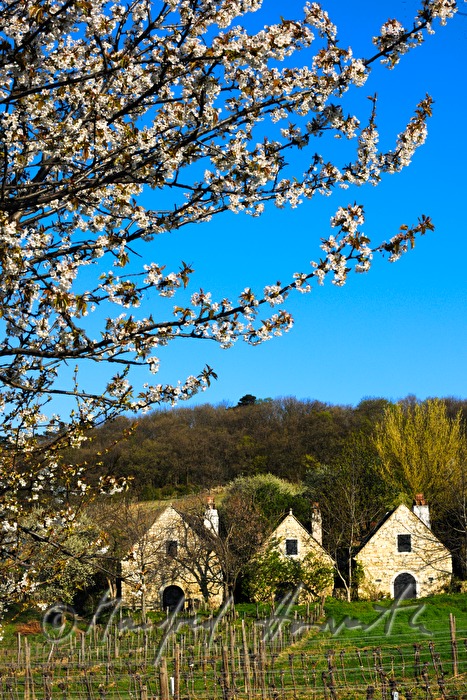 blooming cherry tree in the vineyard