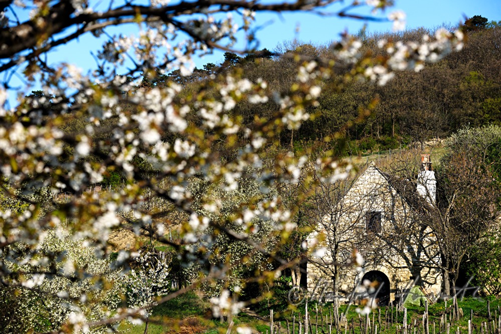 blooming cherry tree in the vineyard