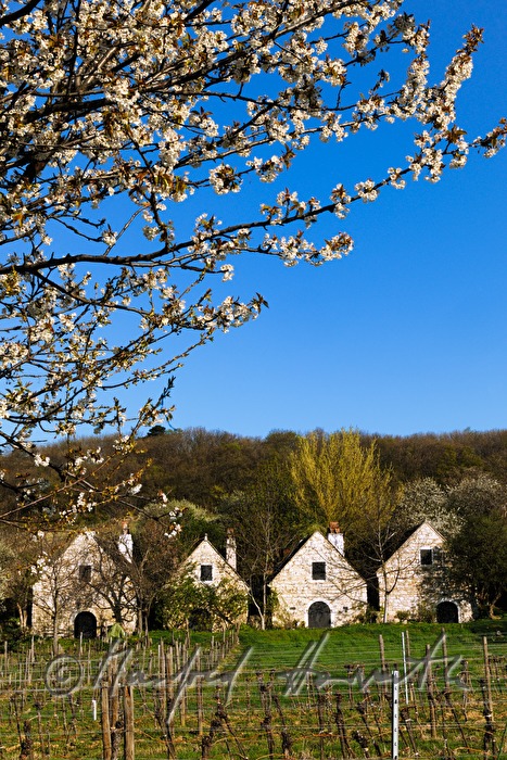blooming cherry tree in the vineyard