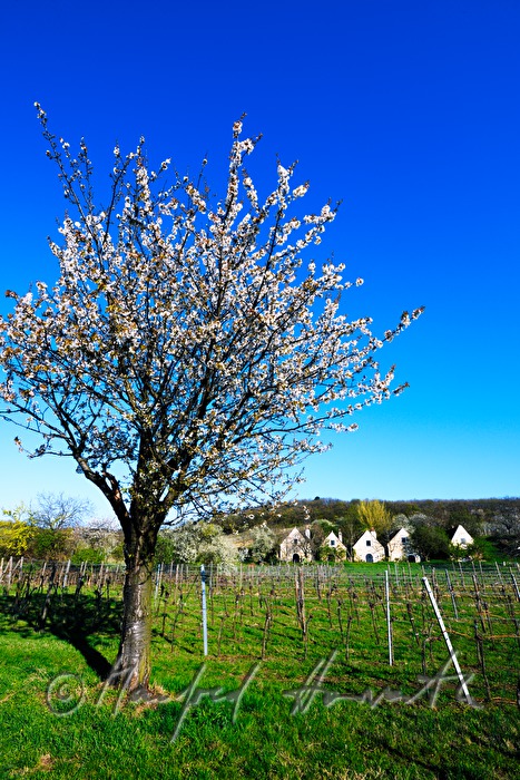 blooming cherry tree in the vineyard