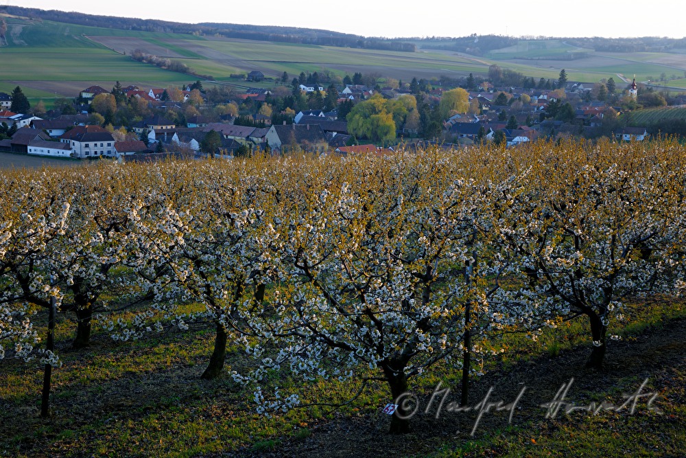 blooming cherry trees in an orchard