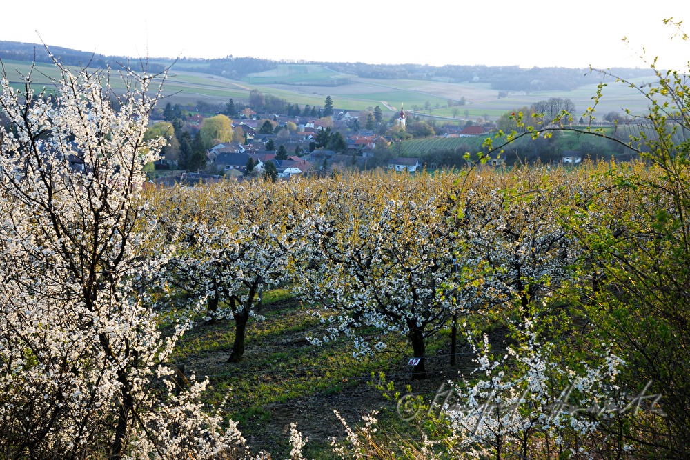 blooming cherry trees in an orchard