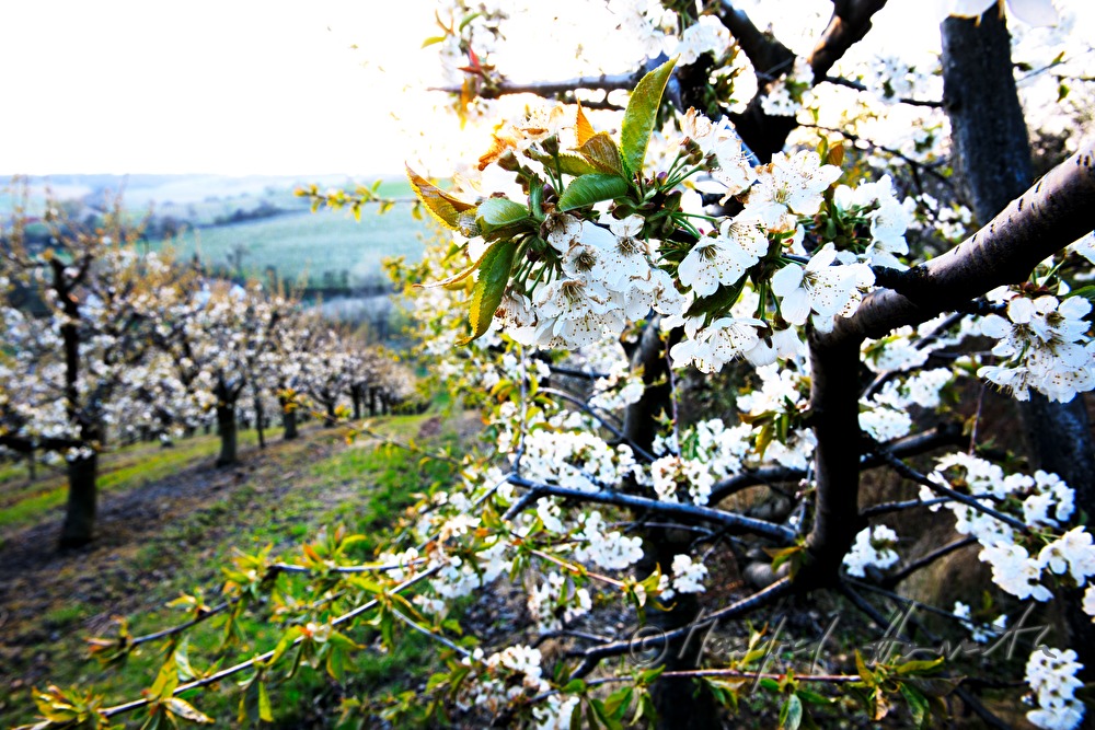 blooming cherry trees in an orchard