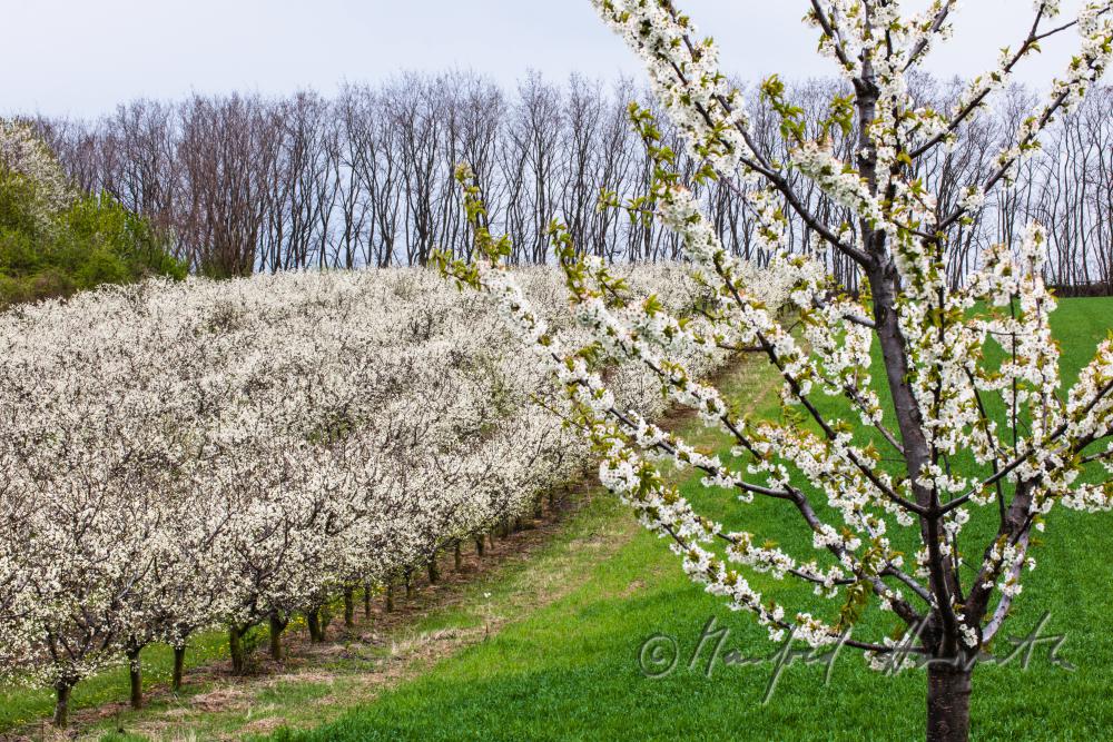 pruning of plum trees in the orchard
