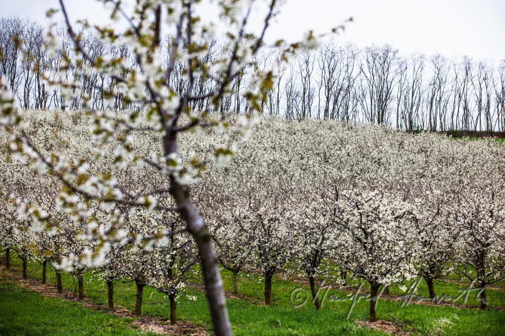 pruning of plum trees in the orchard