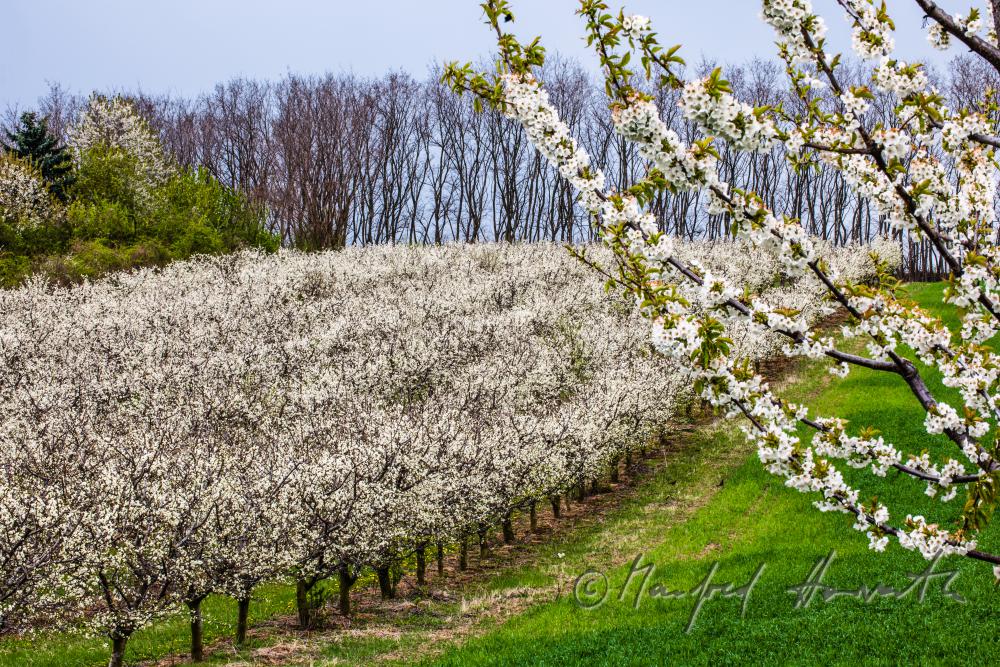 pruning of plum trees in the orchard