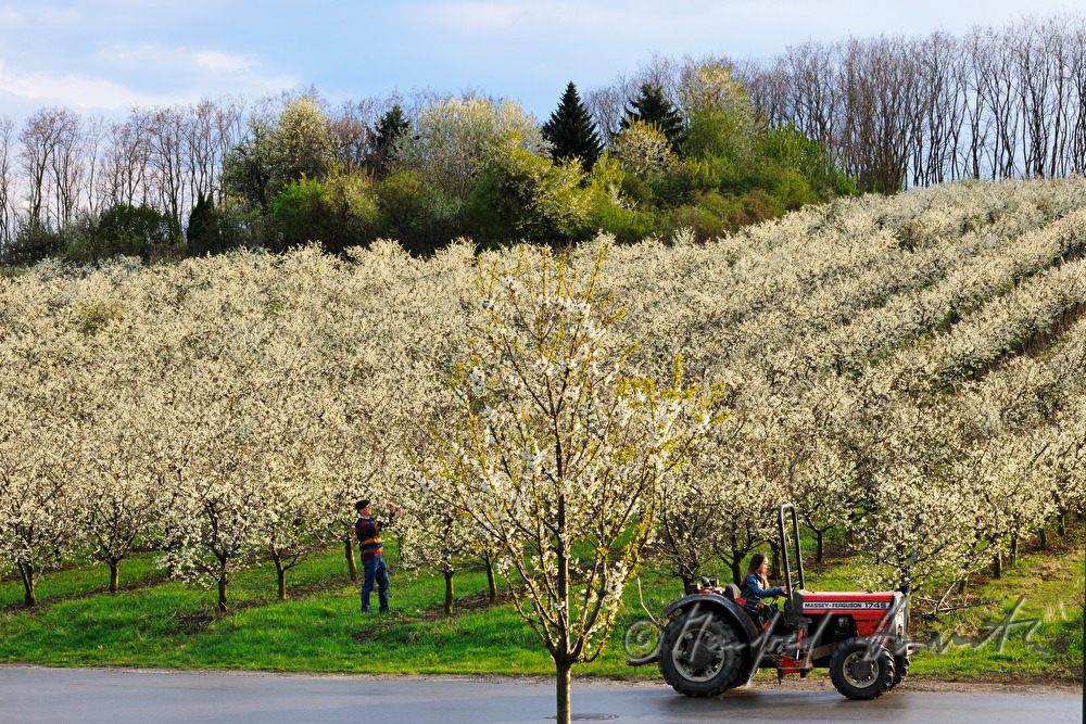 pruning of plum trees in the orchard