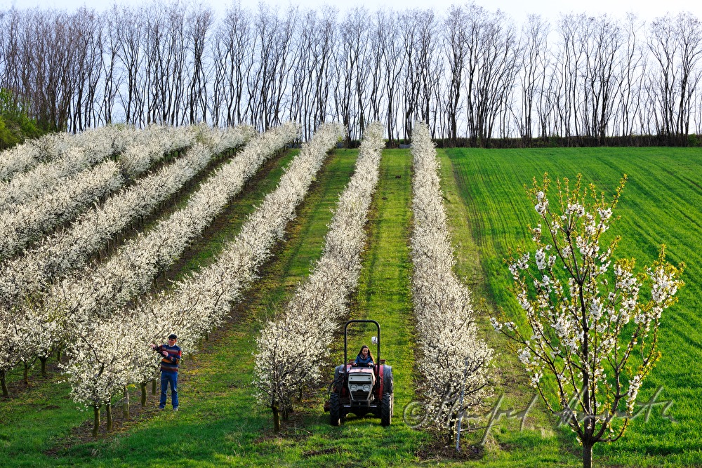 pruning of plum trees in the orchard