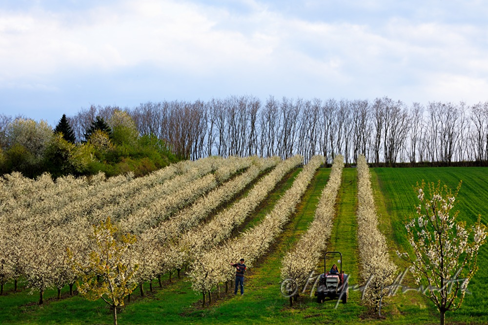 pruning of plum trees in the orchard