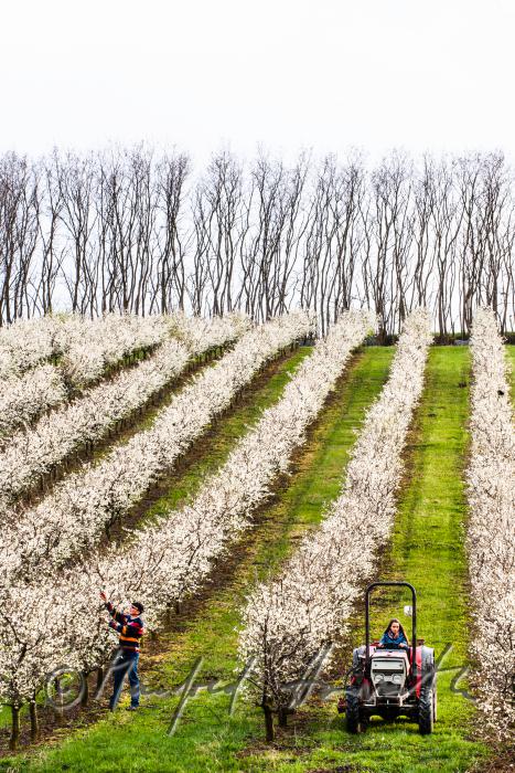 pruning of plum trees in the orchard