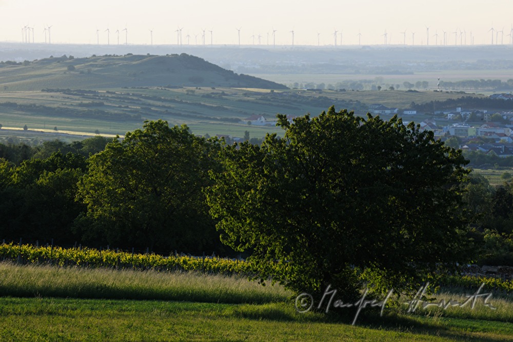 view from Breitenbrunn to Hackelsberg