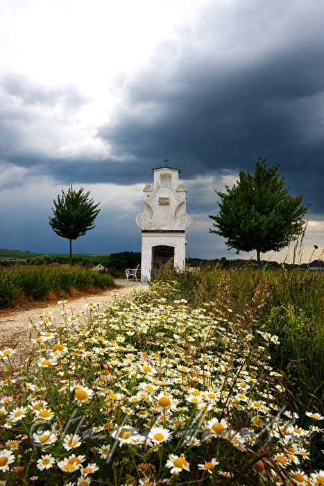 Apollonia Chapel and Leucanthemum