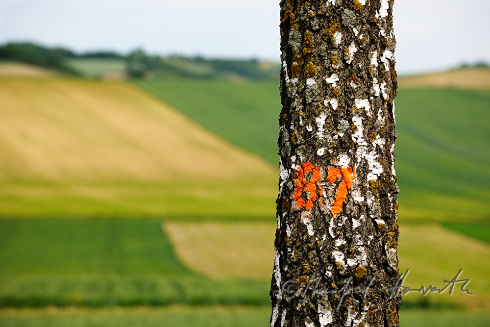 rolling landscape and a tree with a number