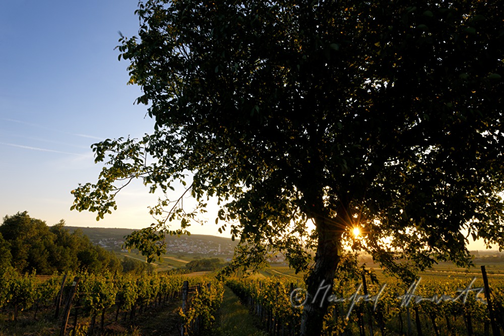 view from Föllig over the vineyards to the town
